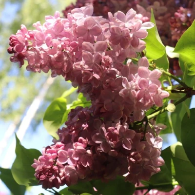 Сирень МЕДОВЫЙ СПАС в Краснодаре