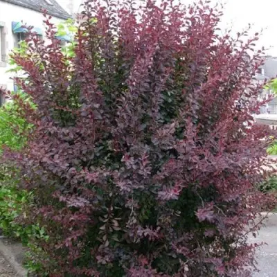 Барбарис АТРОПУРПУРЕА тунберга в Краснодаре