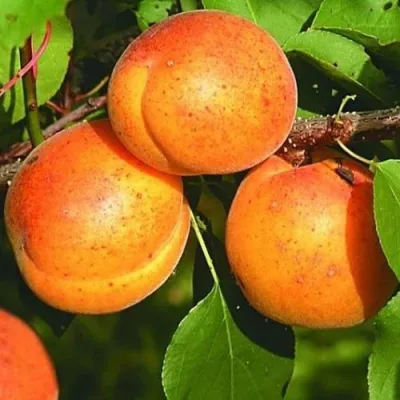 Абрикос СПАДЧЫНА в Краснодаре