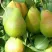 Груша ЛИРА в Краснодаре