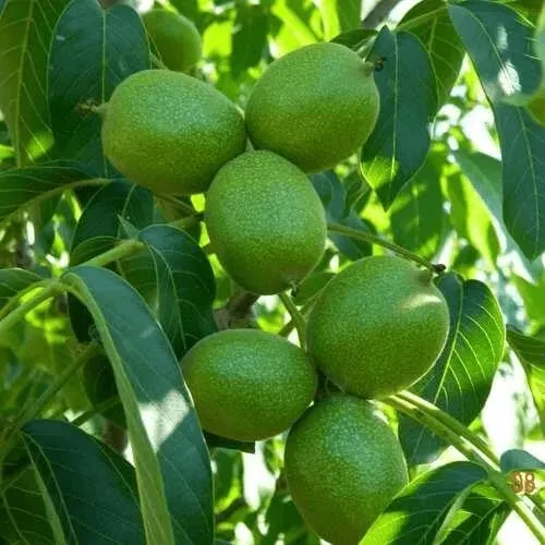 Как купить саженцы грецкого ореха и не загубить растение