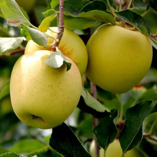 Яблоня ГОЛДЕН ВЛАДИМИРСКИЙ в Краснодаре