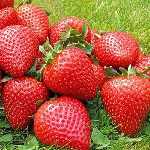 Клубника ЭЛИАНЕ в Краснодаре