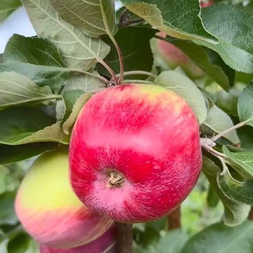 Яблоня АРБАТ колонновидная в Краснодаре