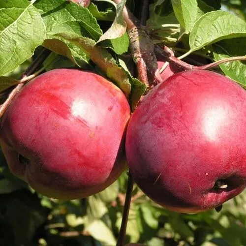 Яблоня ДАРУНАК в Краснодаре