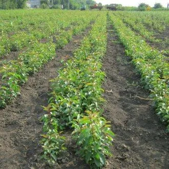 Подвой груши ДИКАЯ ГРУША в Краснодаре