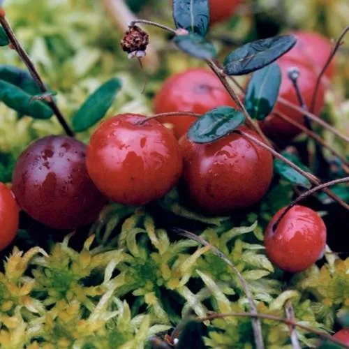 Клюква МАК ФАРЛИН в Краснодаре