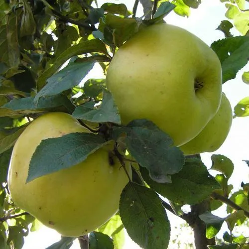 Яблоня Антоновка Обыкновенная в Краснодаре