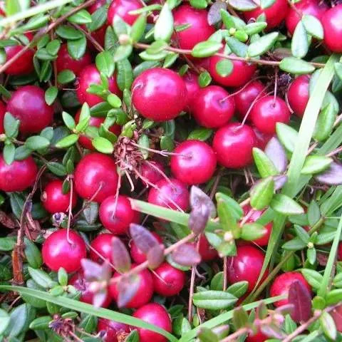 Клюква ПИЛИГРИМ в Краснодаре