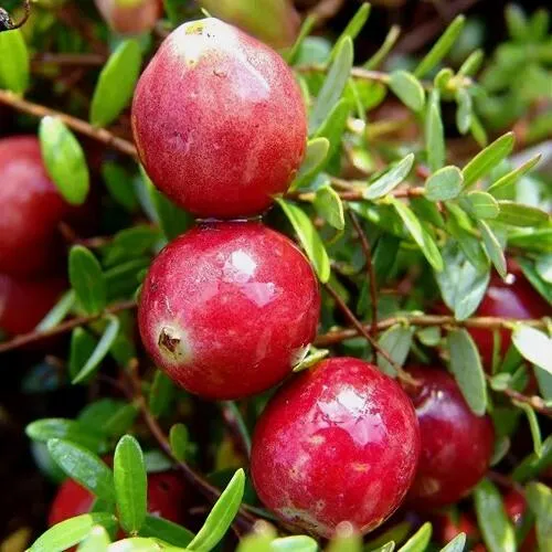 Клюква СТИВЕНС в Краснодаре