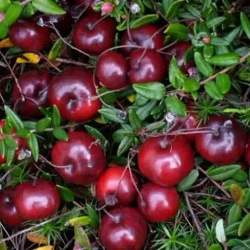 Клюква БЕН ЛИР в Краснодаре