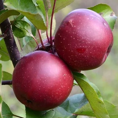 Красномясая в Краснодаре