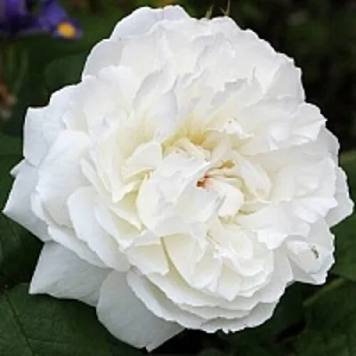 Саженцы роз ВИНЧЕСТЕР КАФЕДРАЛ английская  Саженцы роз ВИНЧЕСТЕР КАФЕДРАЛ английская в Краснодаре