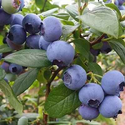 Голубика БЛЮГОЛД  Голубика БЛЮГОЛД в Краснодаре