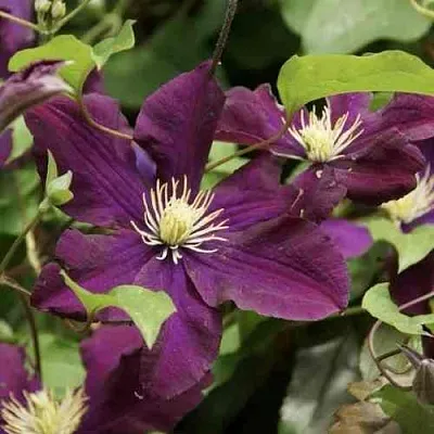 Клематис ГЕРОИ ВАРШАВЫ  Клематис ГЕРОИ ВАРШАВЫ в Краснодаре