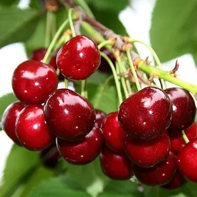 Черешня МИНЧАНКА в Краснодаре