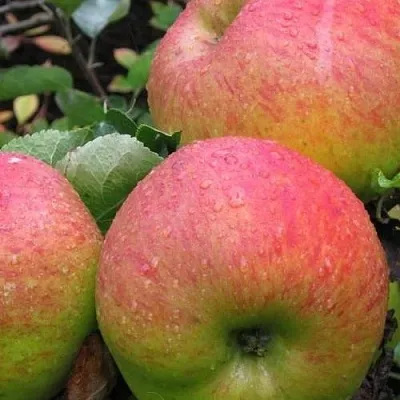 Яблоня ЯБЛОЧНЫЙ СПАС  Яблоня ЯБЛОЧНЫЙ СПАС в Краснодаре