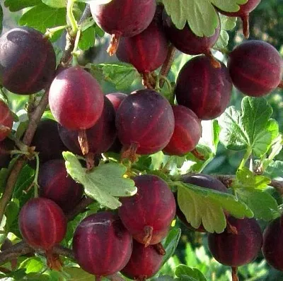 Крыжовник ХИННОМАКИ РОТ в Краснодаре