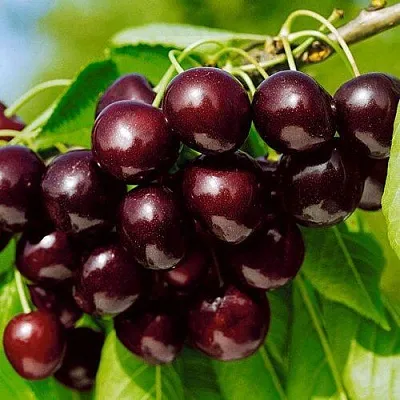 Черешня ВИТЯЗЬ в Краснодаре