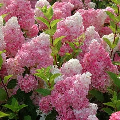 Гортензия МЕЛЬБА ФРАЙЗ метельчатая  Гортензия МЕЛЬБА ФРАЙЗ метельчатая в Краснодаре