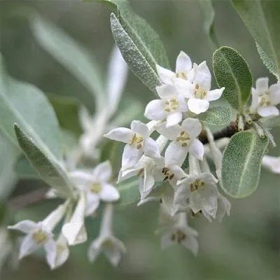 ЛОХ СЕРЕБРИСТЫЙ  ЛОХ СЕРЕБРИСТЫЙ в Краснодаре