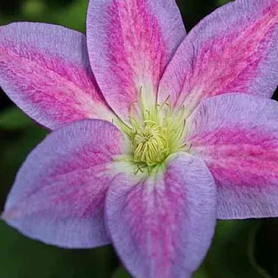 Клематис ЧЕЙНДЖ ОФ ХАРТ  Клематис ЧЕЙНДЖ ОФ ХАРТ в Краснодаре