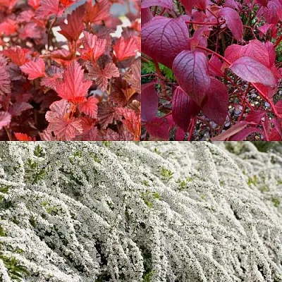 Комплект ЖИВАЯ ИЗГОРОДЬ в Краснодаре