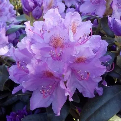 Рододендрон в Краснодаре