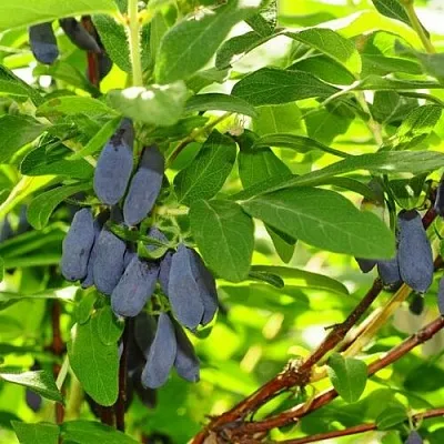 Жимолость съедобная ЛЕБЁДУШКА в Краснодаре