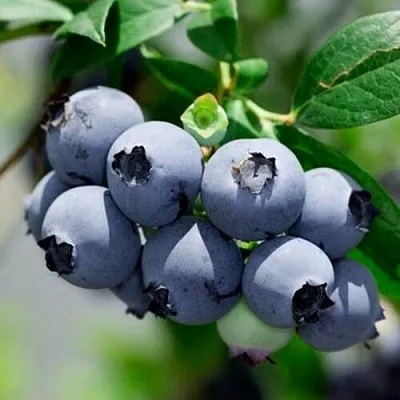 Голубика СИЕРРА  Голубика СИЕРРА в Краснодаре