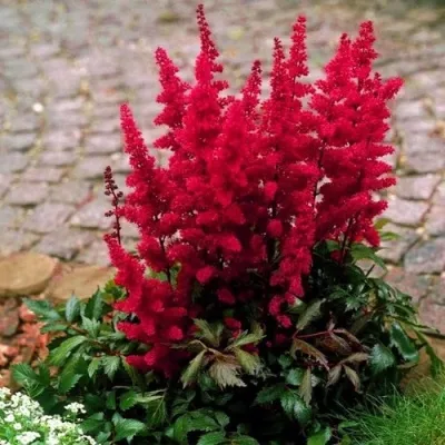 Астильба ГЛАТ Арендса — описание сорта Астильба ГЛАТ Арендса в Краснодаре