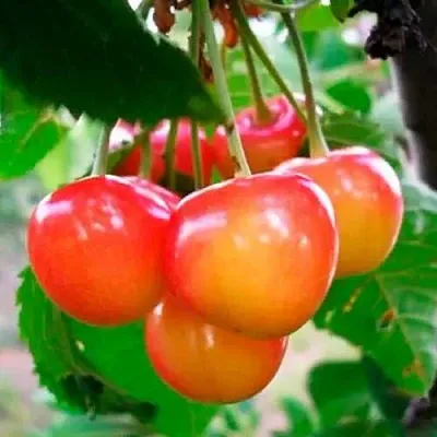 Черешня ДОНЧАНКА в Краснодаре