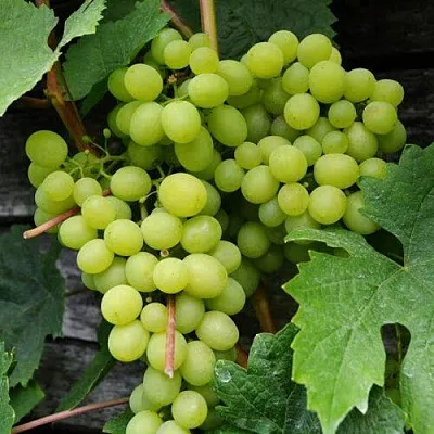 Виноград АЛЕШЕНЬКИН  Виноград АЛЕШЕНЬКИН в Краснодаре