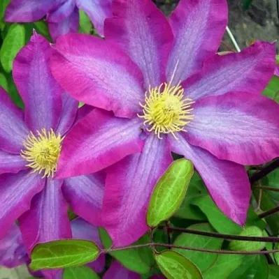 Клематис КАКИО  Клематис КАКИО в Краснодаре