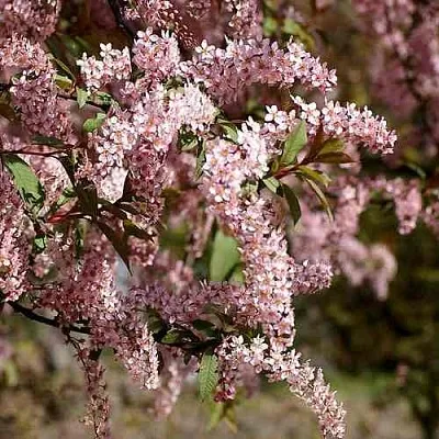 Черемуха НЕЖНОСТЬ  Черемуха НЕЖНОСТЬ в Краснодаре