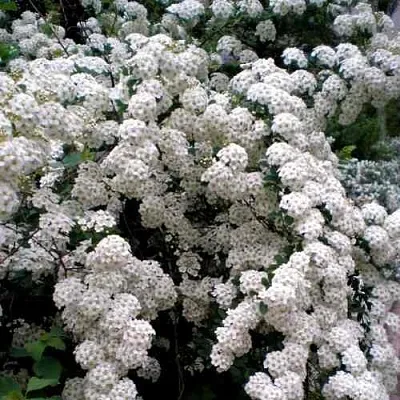 Спирея ВАНГУТТА  Спирея ВАНГУТТА в Краснодаре