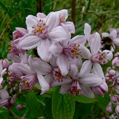 Дейция МОУНТ РОУЗ  Дейция МОУНТ РОУЗ в Краснодаре