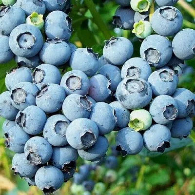 Голубика ПУРУ  Голубика ПУРУ в Краснодаре