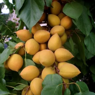 Абрикос МАНИТОБА — описание сорта Абрикос МАНИТОБА в Краснодаре