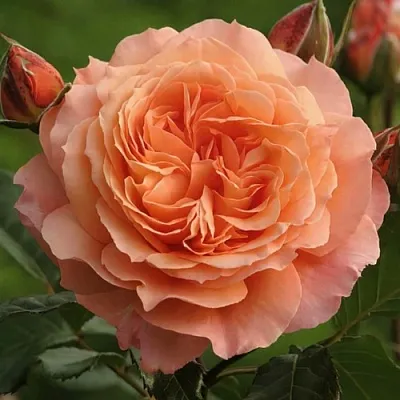 Саженцы роз БЕЛЬВЕДЕР шраб  Саженцы роз БЕЛЬВЕДЕР шраб в Краснодаре