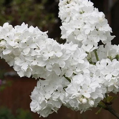 Сирень ФЛОРА  Сирень ФЛОРА в Краснодаре