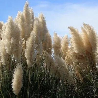 Кортадерия белая (пампасная трава) в Краснодаре