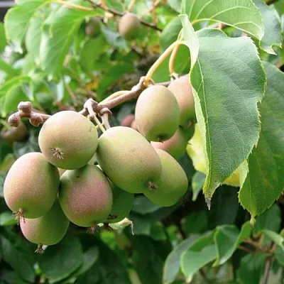 Актинидия ЛЮСИ аргута  в Краснодаре