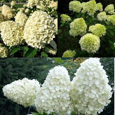 Комплект НЕЖНЫЙ КАПУЧИНО в Краснодаре