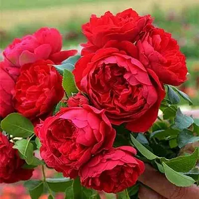 Саженцы роз ФЛОРЕНТИНА плетистая  Саженцы роз ФЛОРЕНТИНА плетистая в Краснодаре