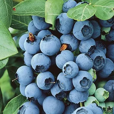 Голубика КОВИЛЛ  Голубика КОВИЛЛ в Краснодаре