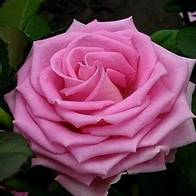 Саженцы роз АКВА чайно-гибридная в Краснодаре