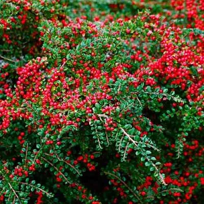 Кизильник горизонтальный  Кизильник горизонтальный в Краснодаре