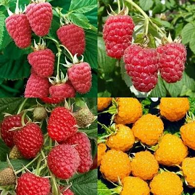 Комплект МАЛИНОВОЕ АССОРТИ в Краснодаре