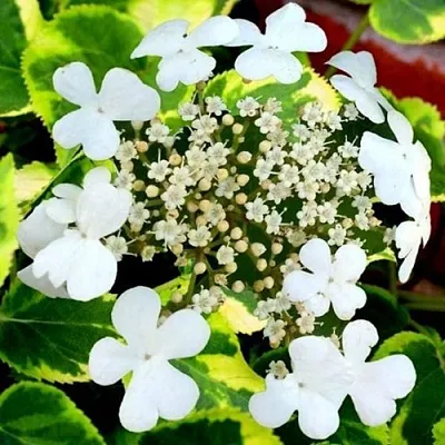 Гортензия МИРАНДА черешковая  Гортензия МИРАНДА черешковая в Краснодаре